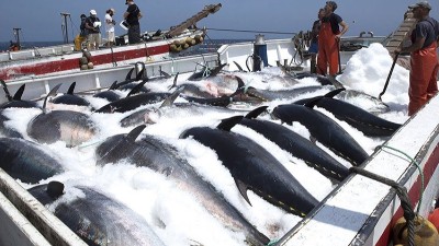 生產(chǎn)金槍魚肽選用哪款酶制劑？